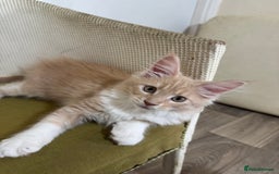 Maine Coon cats for sale: Ready Now! Pedigree Mainecoon kittens  - Image 4