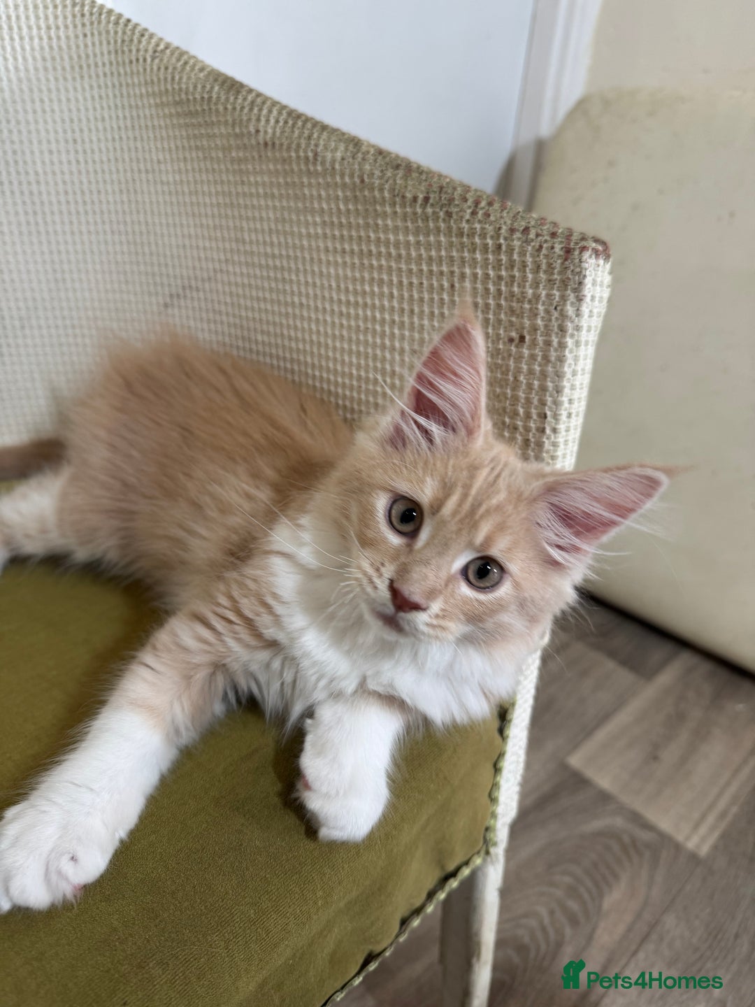 Maine Coon cats for sale: Ready Now! Pedigree Mainecoon kittens  - Image 4
