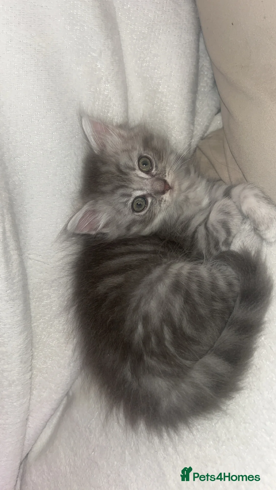 British Longhair cats for sale: British long hair kittens  - Advert 8