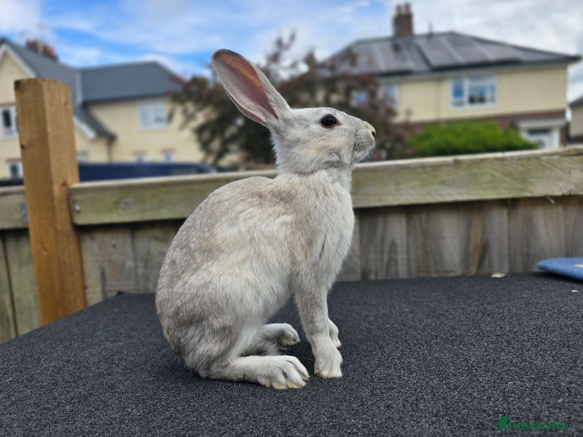 Belgian Hares rabbits for sale: Male belgium hair - Advert 2