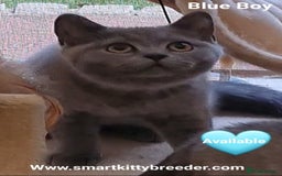 British Shorthair cats for sale: BSH Brother & sister READY NOW! GCCF reg.  in Lowestoft - Image 11