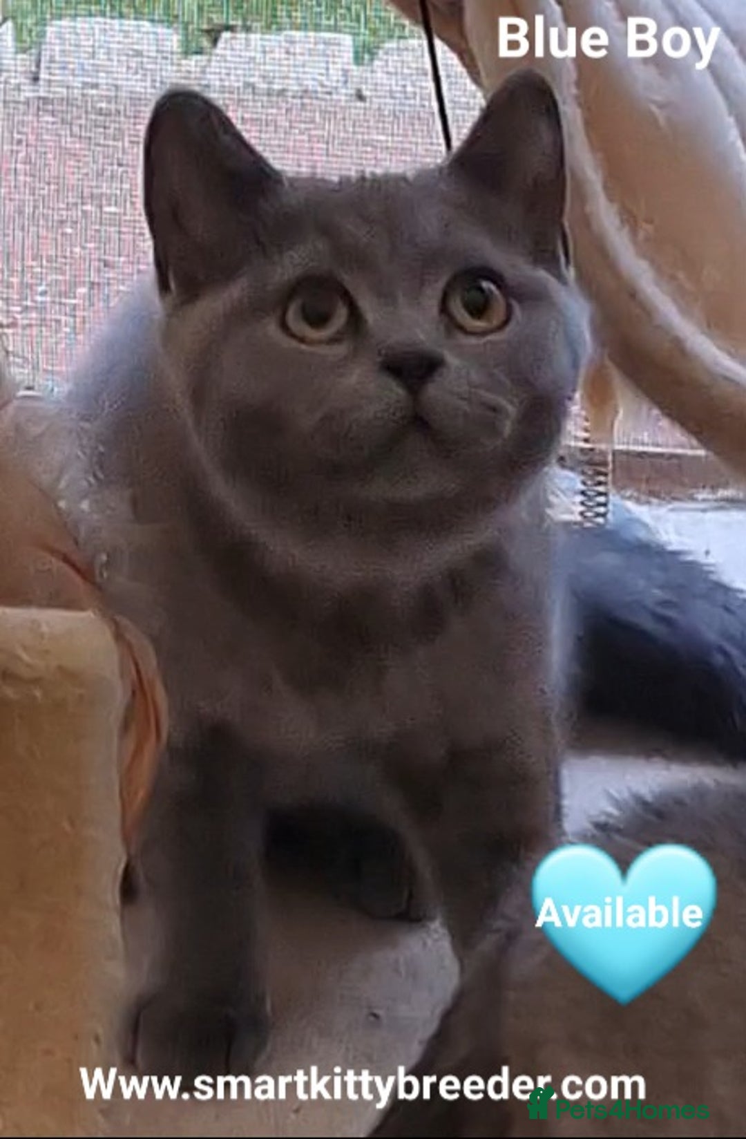 British Shorthair cats for sale: BSH Brother & sister READY NOW! GCCF reg.  in Lowestoft - Image 11
