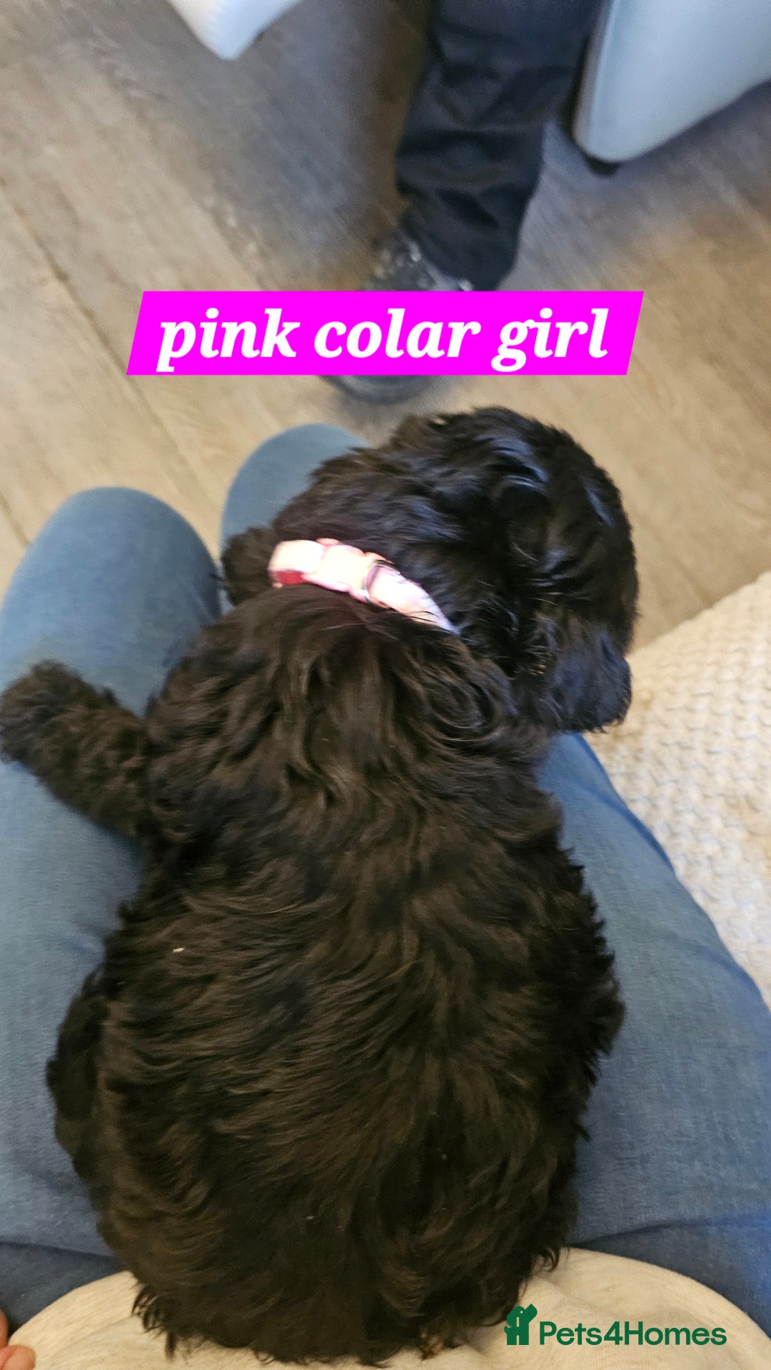 Cockapoo dogs for sale: 5 stunning f2 cockapoos ready togo x - Advert 12