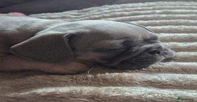 French Bulldog dogs - Advert 9