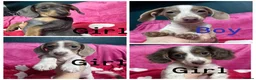 Miniature Dachshund dogs for sale: 4 cute piebald miniature dachshunds available  - Advert 1