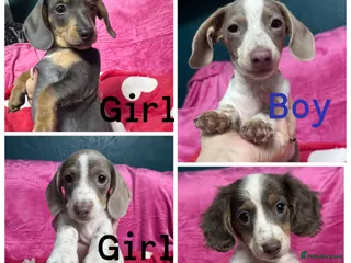 Miniature Dachshund dogs 4 cute piebald miniature dachshunds available - Advert 1