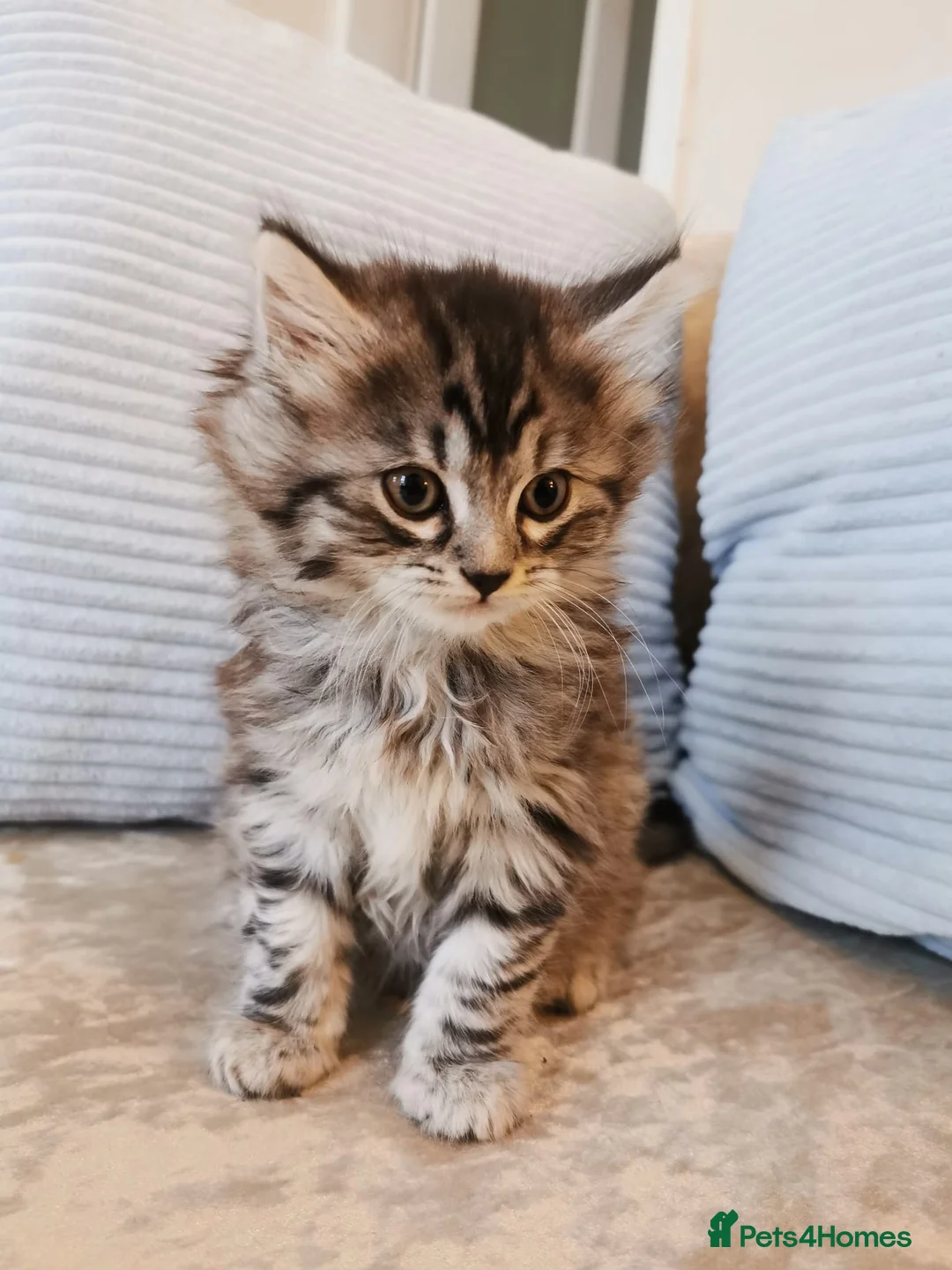 Maine Coon cats for sale: Big, Chunky, Blue Maine Coon Boy. - Advert 5