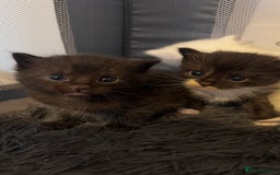Ragdoll cats for sale: Rag doll and Maine coon cross - Image 11