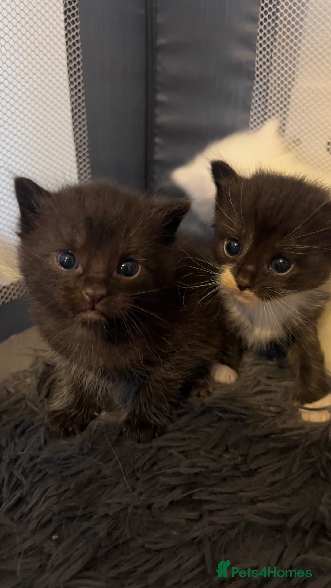 Ragdoll cats for sale: Rag doll and Maine coon cross - Image 11
