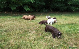 Cocker Spaniel dogs for sale: Cocker Spaniel Puppies - Image 10