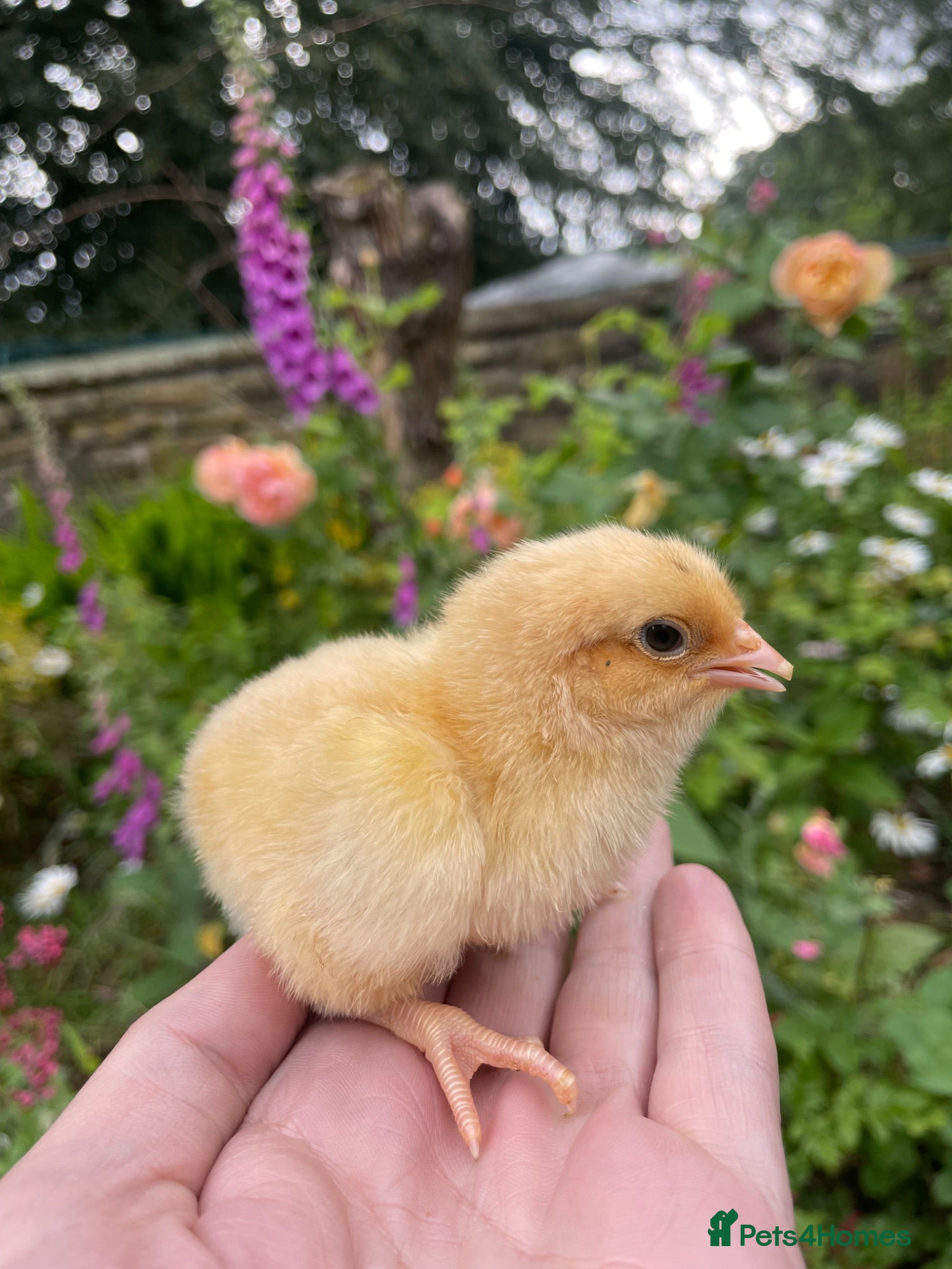 Chickens poultry 🧡🩶Orpington chicks (Multiple colours) 🧡🩶 - Advert 2