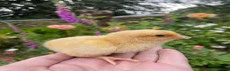 Chickens poultry for sale: 🧡🩶Orpington chicks (Multiple colours) 🧡🩶 - Advert 2
