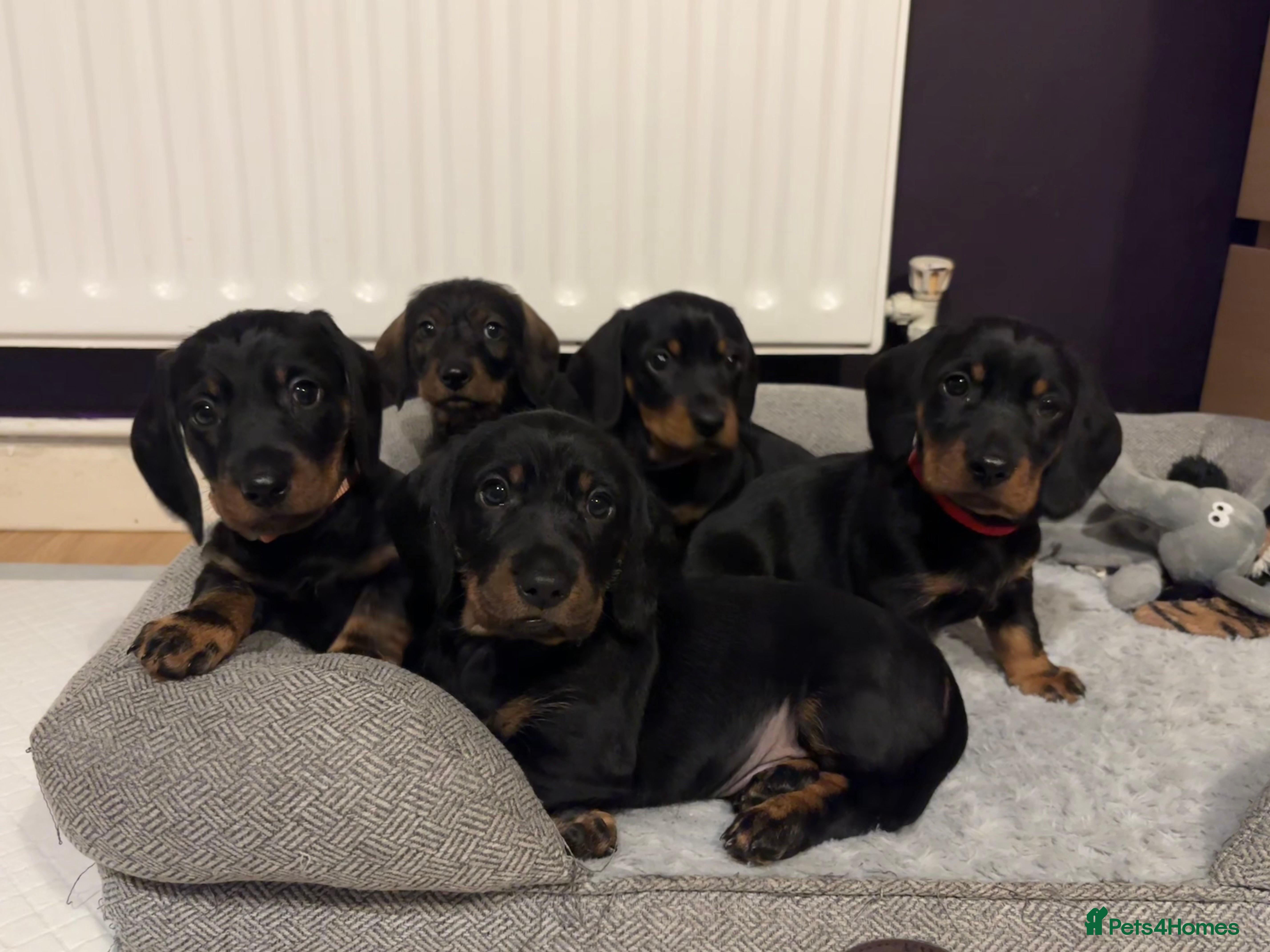 Dachshund dogs Four beautiful wire haired boys - Advert 5