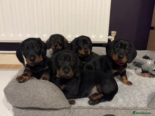 Dachshund dogs Four beautiful wire haired boys - Advert 5