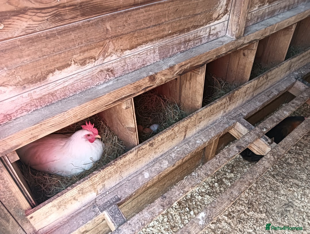 Chickens poultry for sale: POL Hybred Pullets  - Image 5