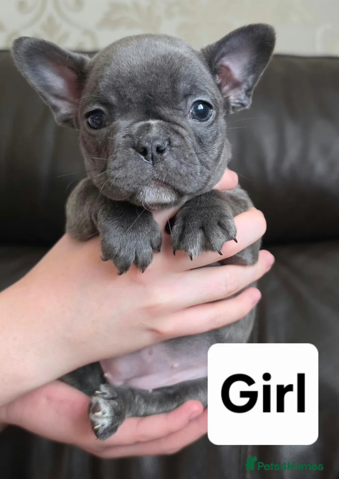 French Bulldog dogs for sale: France bulldog puppies  in York - Advert 8