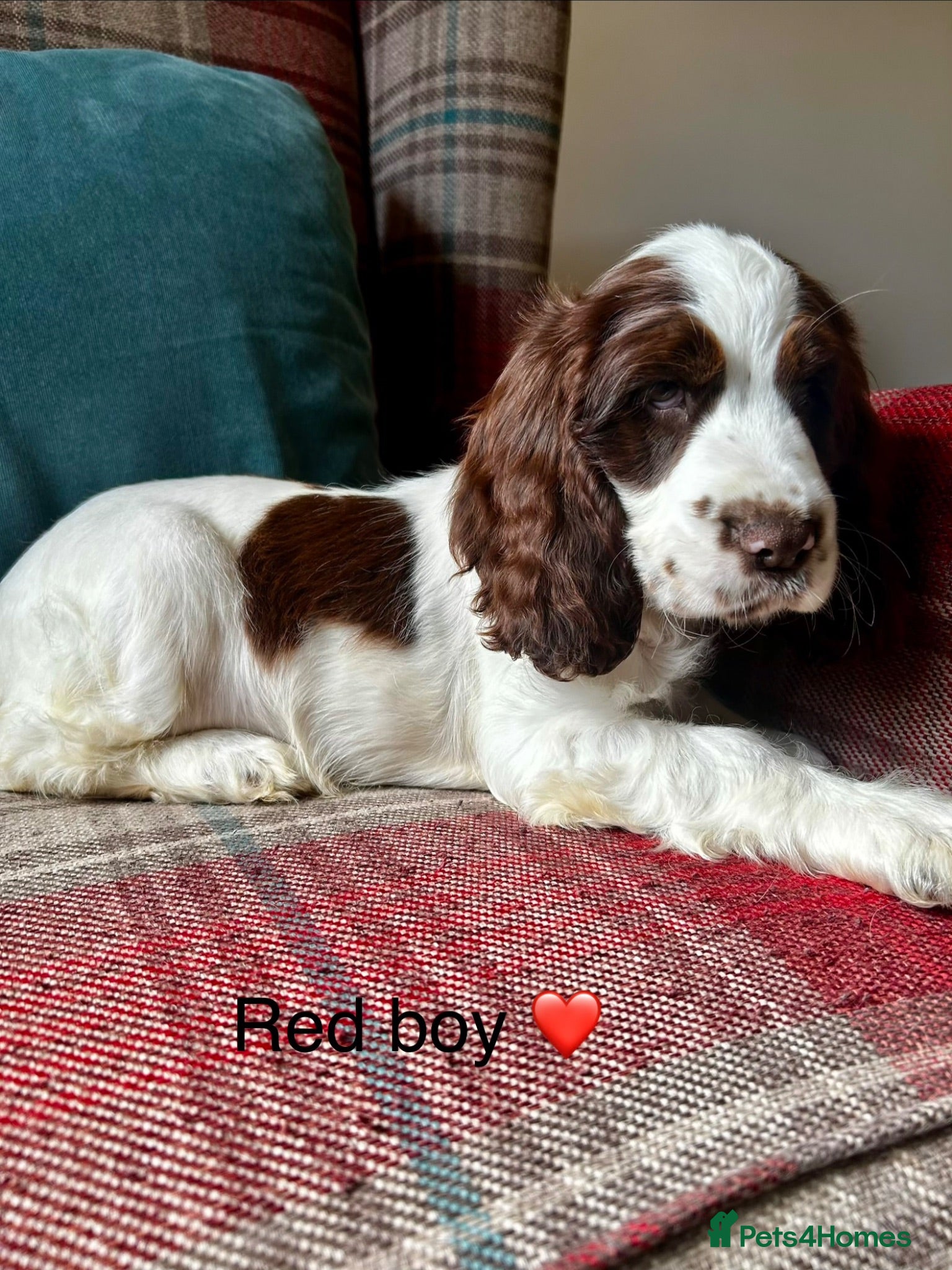 Cocker Spaniel dogs KC registered, show type, cocker spaniels  - Advert 1