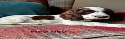 Cocker Spaniel dogs for sale: KC registered, show type, cocker spaniels  - Advert 1
