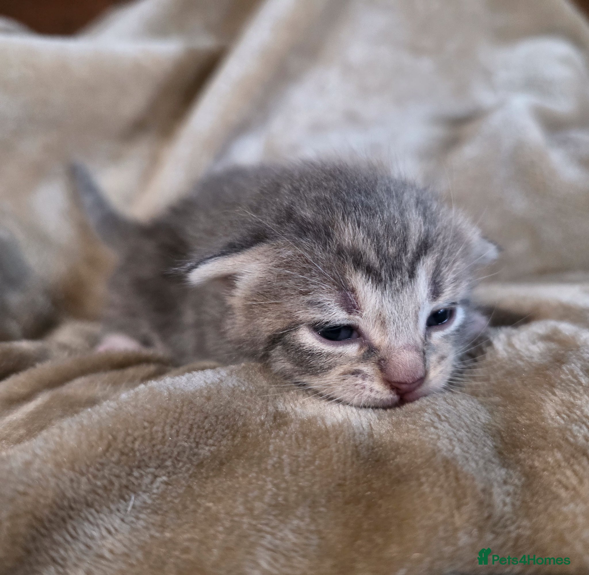 Mixed Breed cats for sale: Tabby farm kittens  - Advert 19