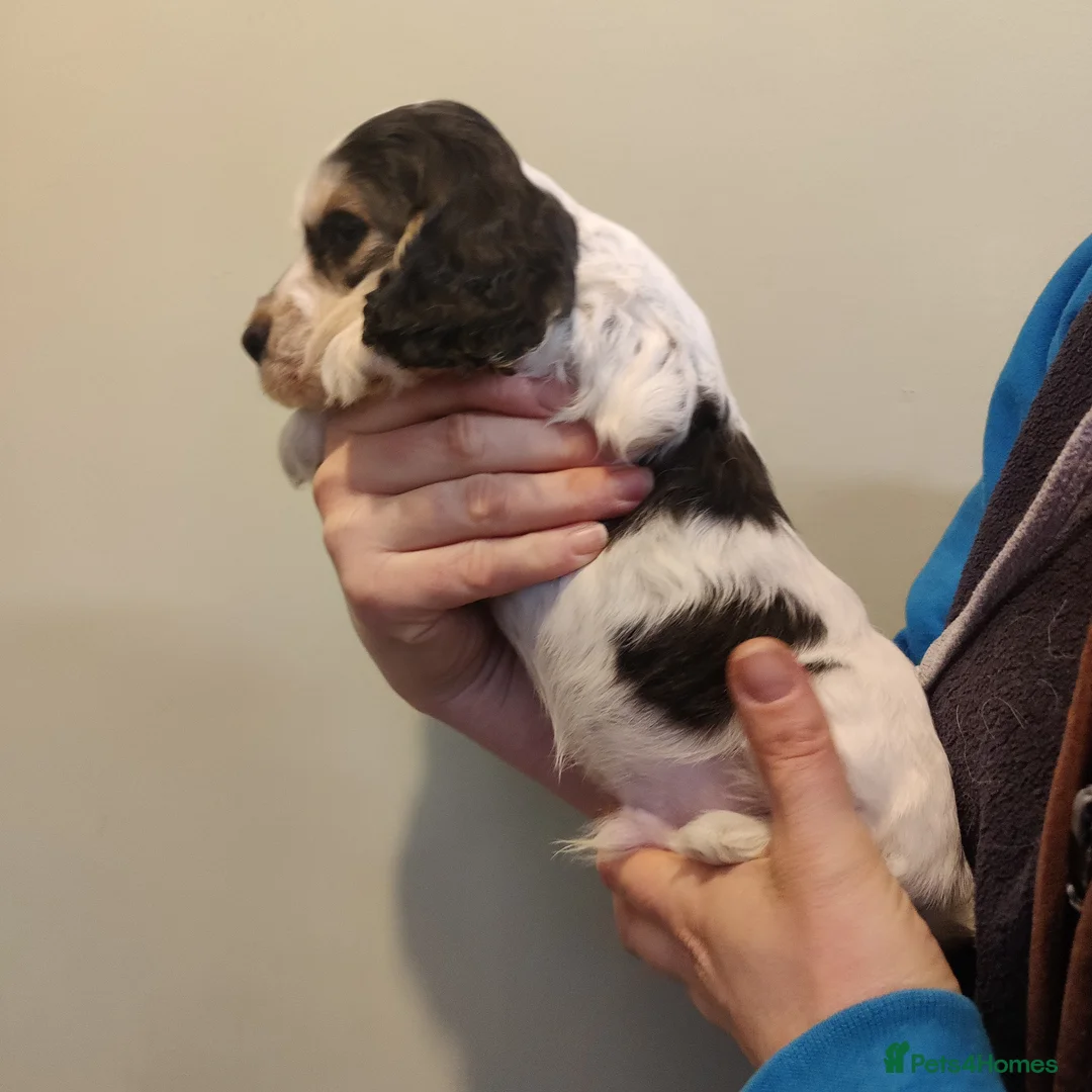 Cocker Spaniel dogs for sale: KC Registered Show Type Cocker Spaniels  - Advert 32