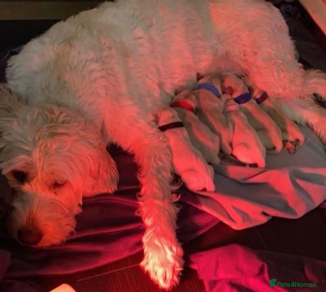 Cavapoo dogs for sale: Cavapoo puppies  - Advert 7