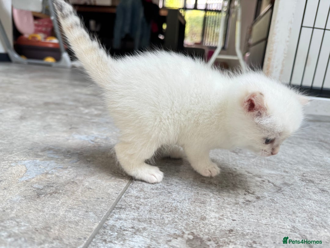 British Shorthair cats for sale: ✨🐾 Soft & Adorable Golden White Blue Kitten 🐾✨ - Image 16