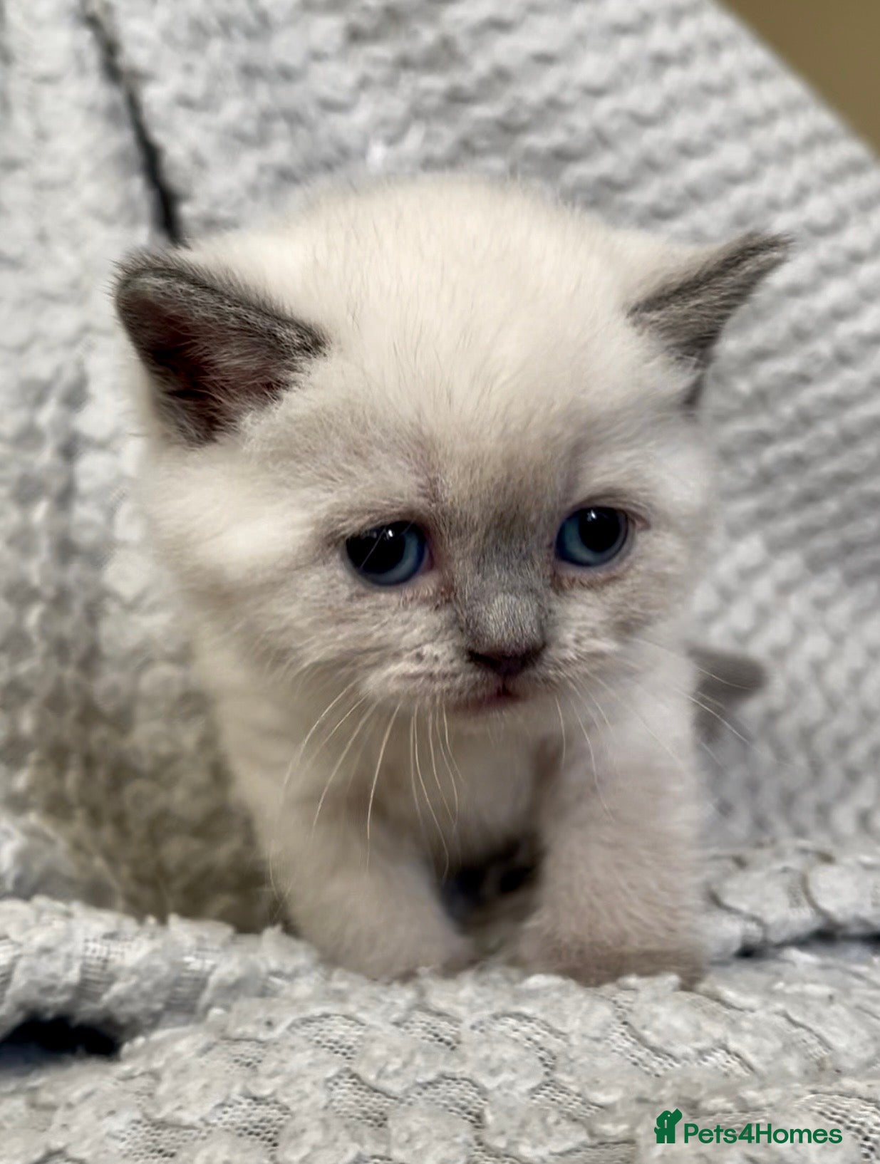 British Shorthair cats for sale: GCCF BSH Blue Colourpoint Kittens Rare - Advert 2