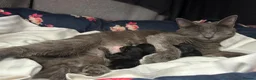 Russian Blue cats for sale: Gorgeous healthy loving kittens - Advert 1