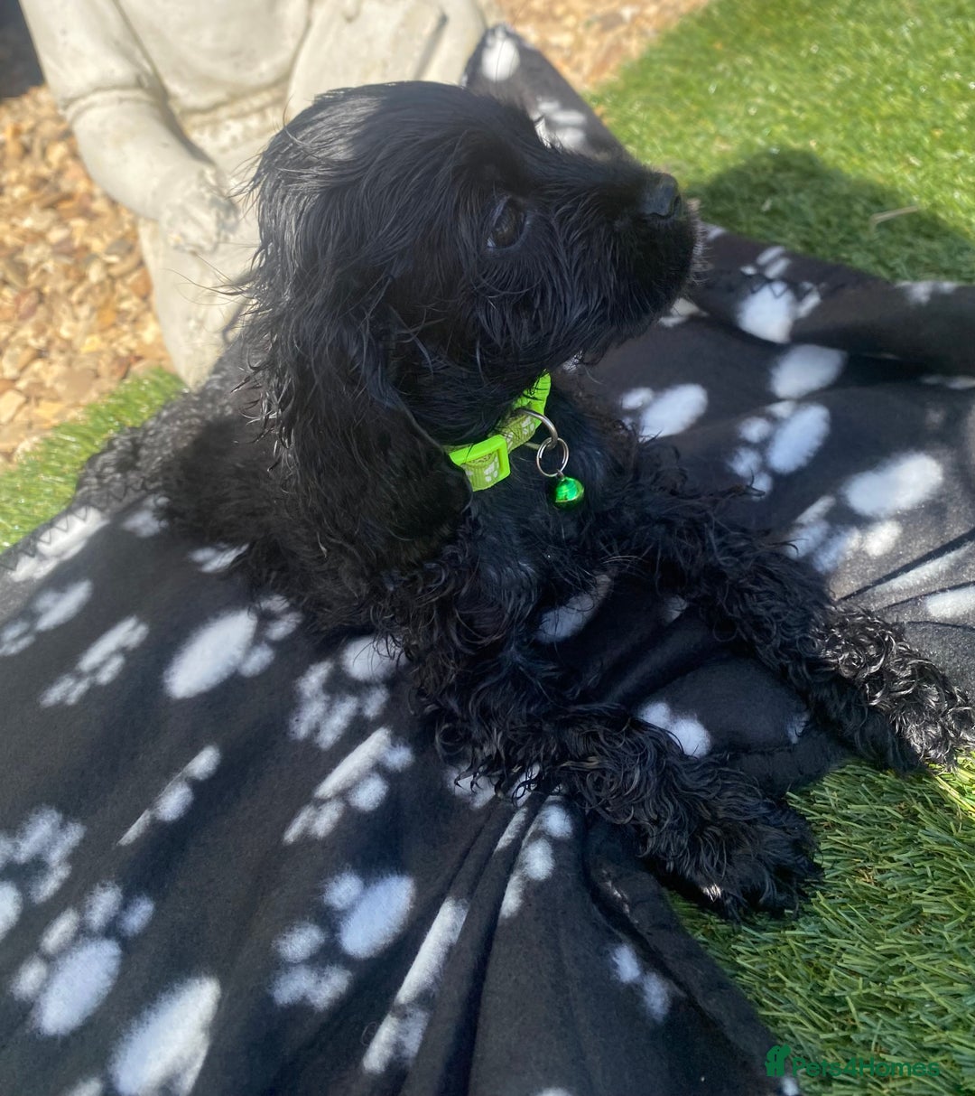 Cockapoo dogs for sale: Gorgeous American cockapoos  - Image 25