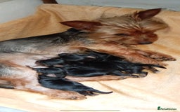 Yorkshire Terrier dogs for sale: Yorkshire - Image 5