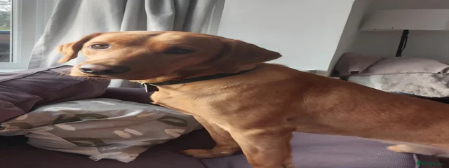 Dexter