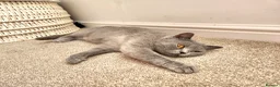 British Shorthair cats for sale: Silver Champion Line British Shorthair - Advert 23