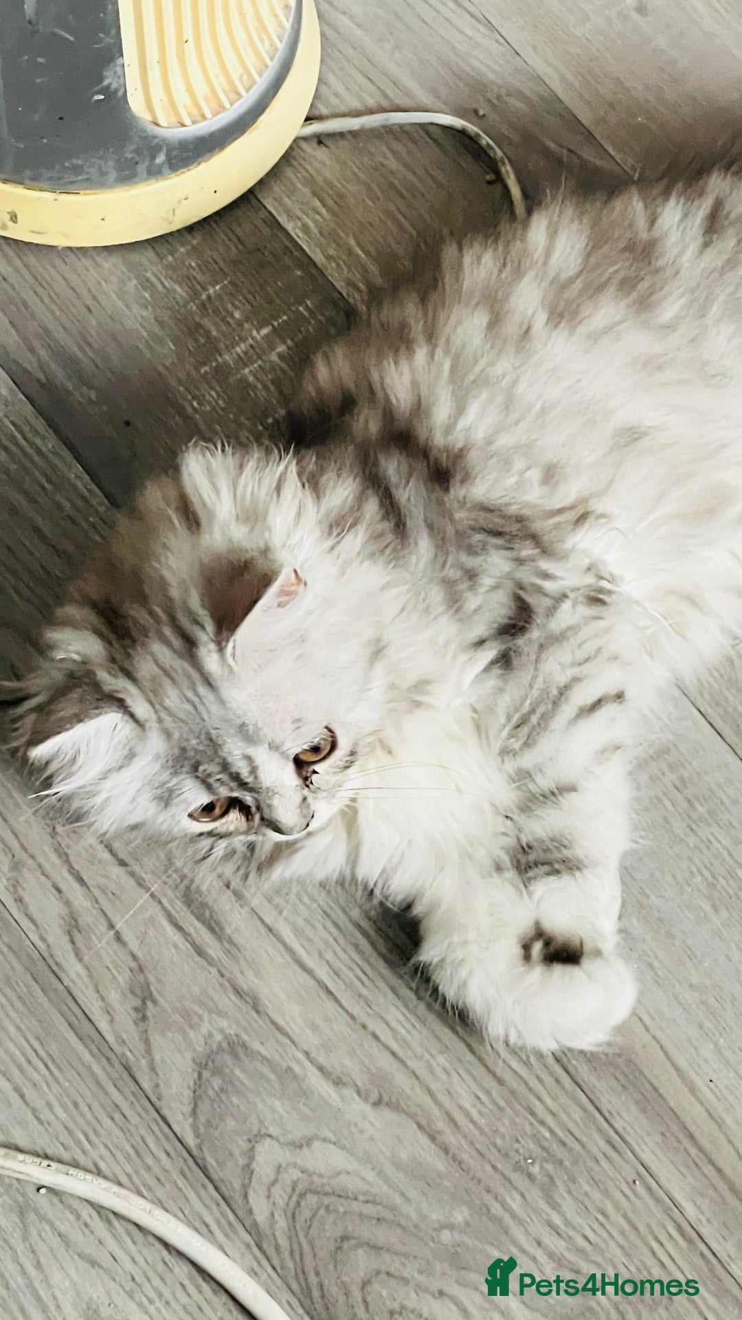 Persian cats for sale: Chinchilla Persian kittens - Image 7