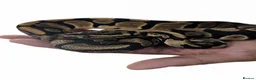 Python Snake reptiles for sale: Female Ball Python 6 months  in Coventry - Advert 1