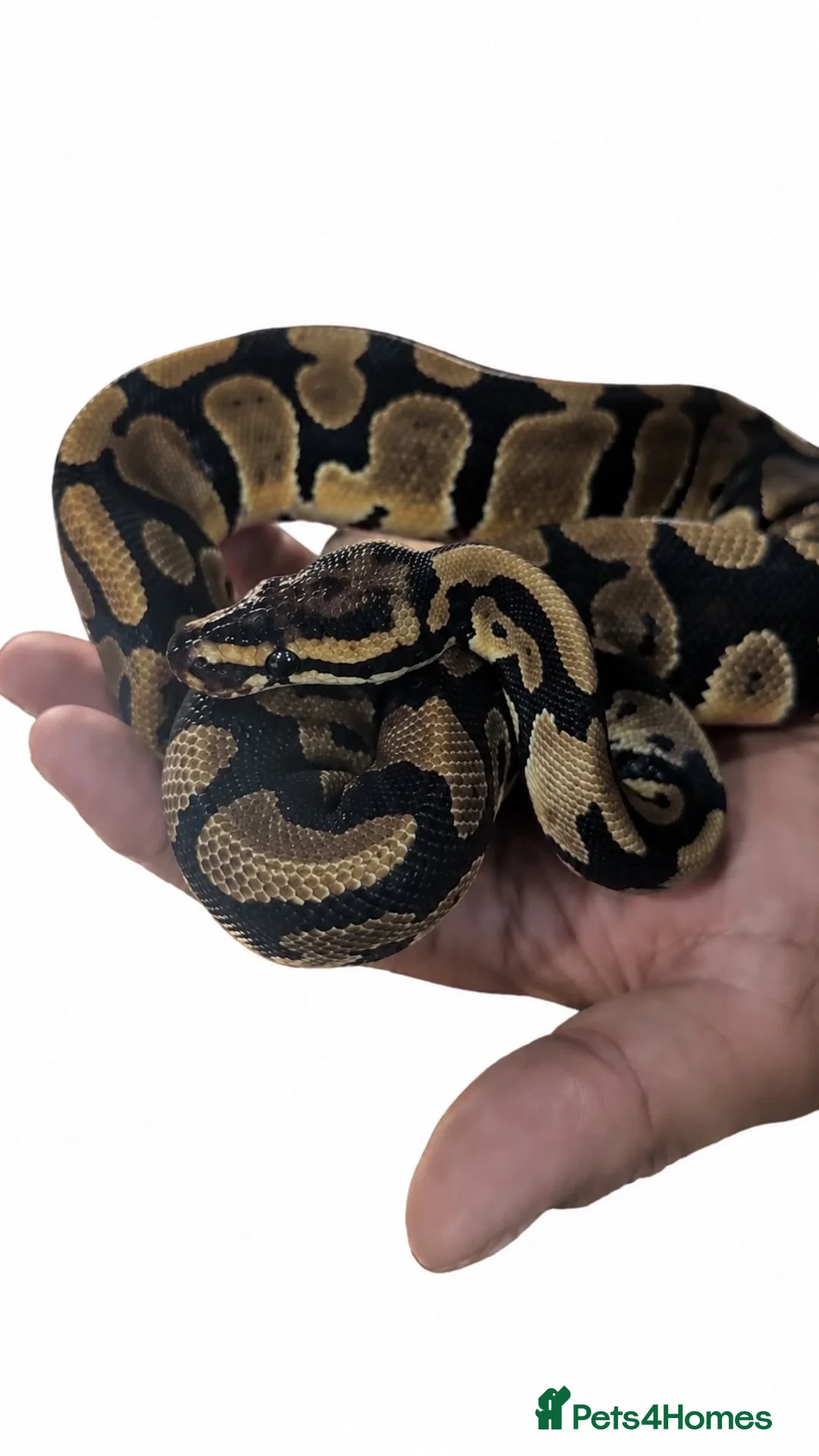 Python Snake reptiles for sale: Female Ball Python 6 months  in Coventry - Advert 1