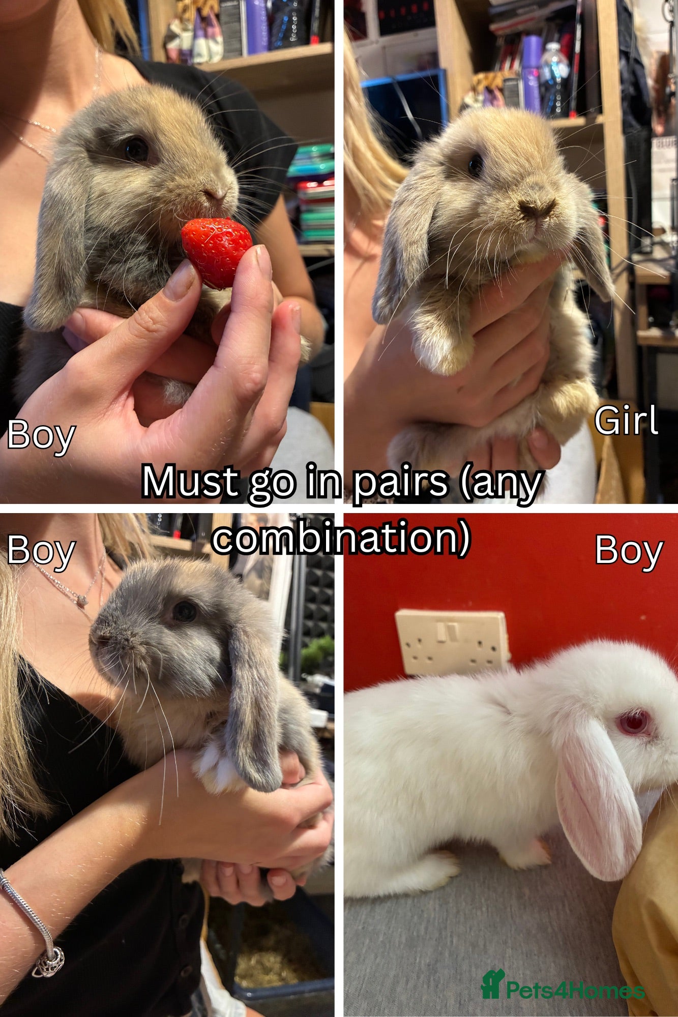 Mini Lop rabbits Four 9-week-old rabbits (Must go in pairs) - Advert 3