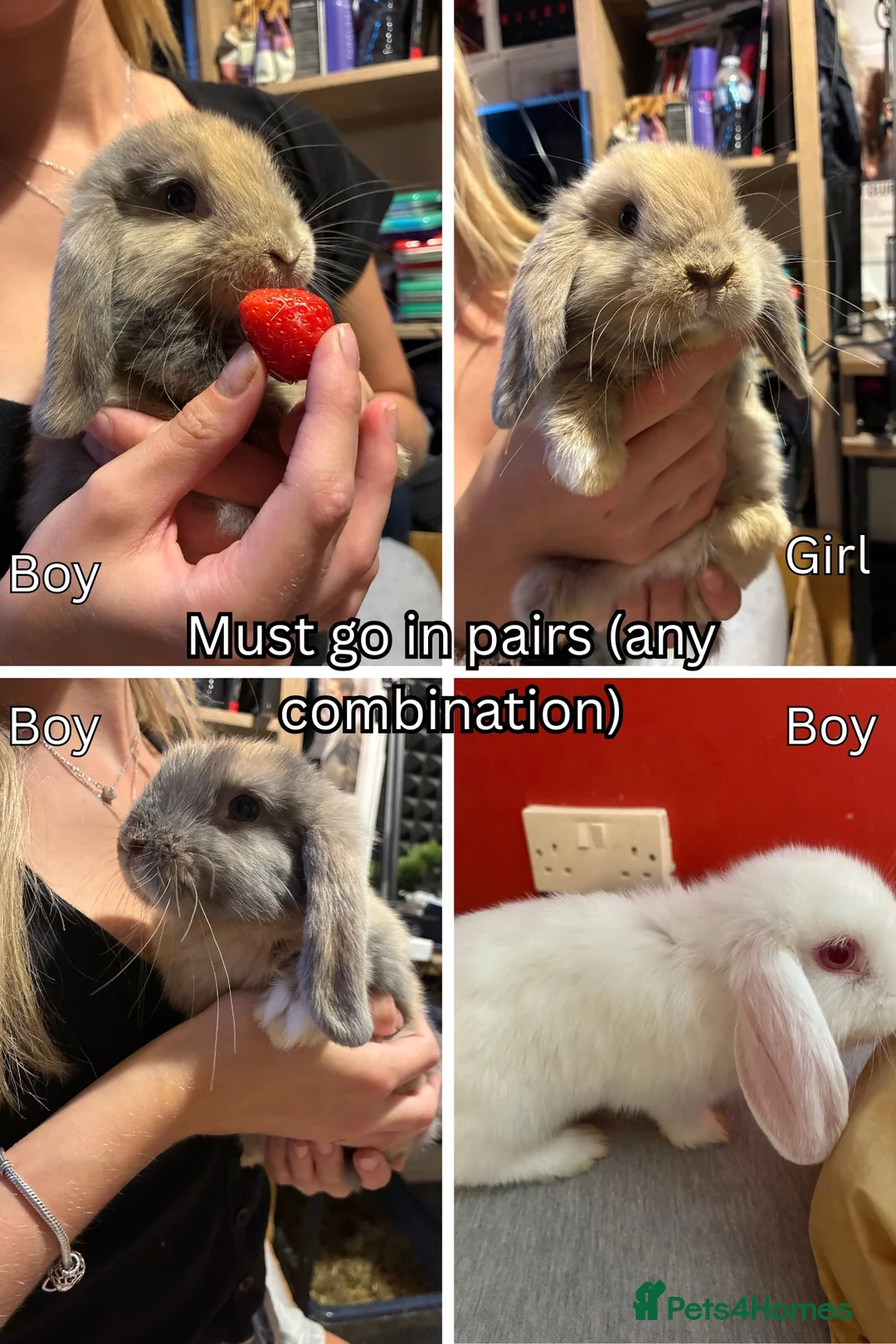 Mini Lop rabbits for sale: Four 9-week-old rabbits (Must go in pairs) - Advert 1