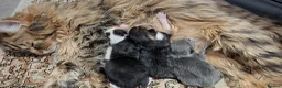 British Longhair cats for sale: Kittens for sale in Worcester - Advert 2