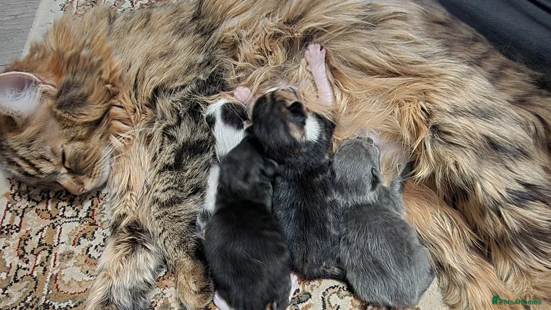 British Longhair cats for sale: Kittens for sale in Worcester - Advert 2