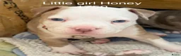 American Bully dogs for sale: Our Pocket Bully puppies  - Advert 4