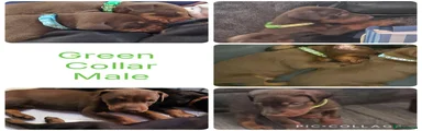 Dobermann Puppy Green