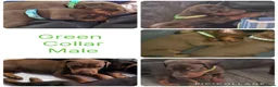 Dobermann dogs for sale: Dobermans For sale. in Oldbury - Advert 8