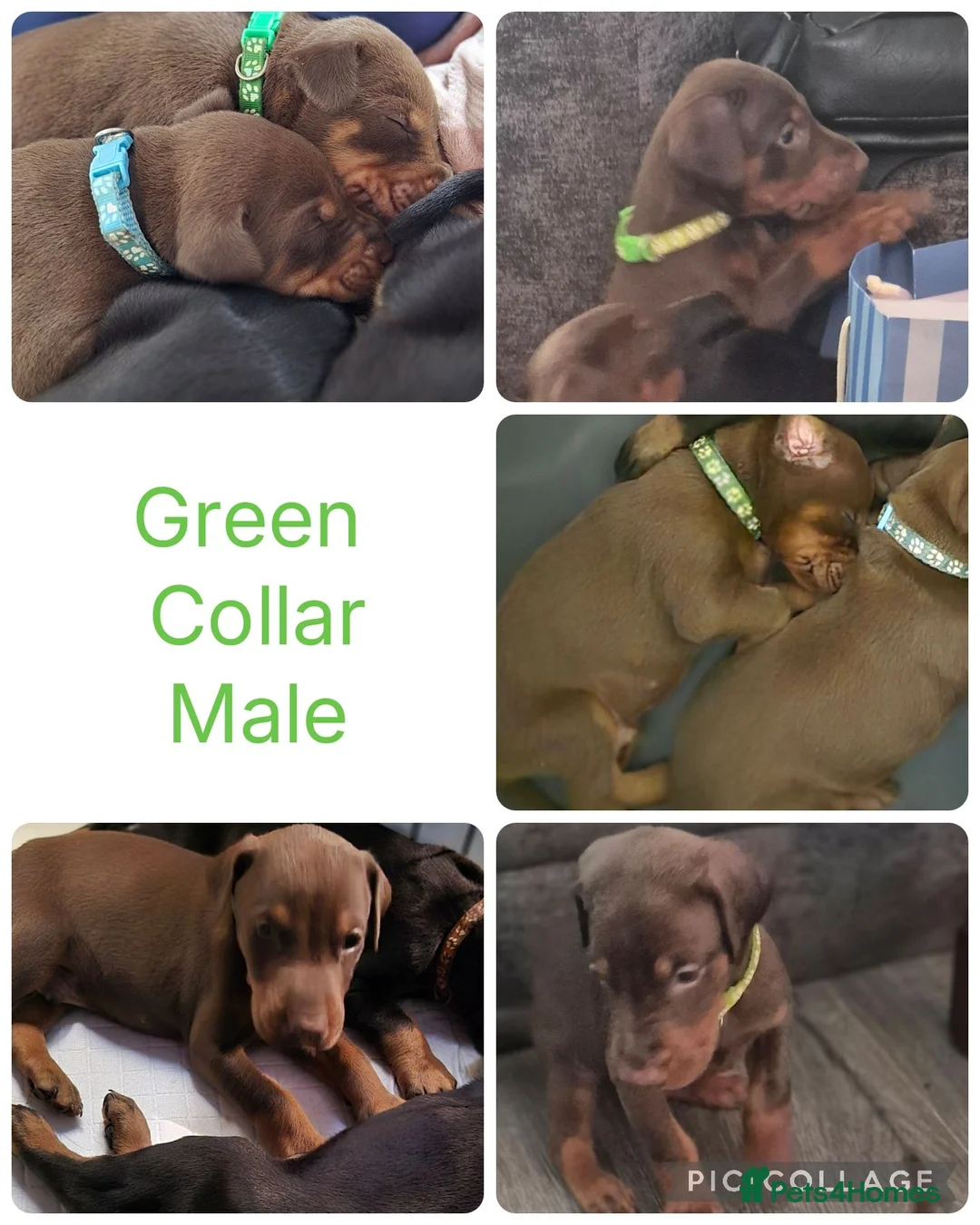 Dobermann dogs for sale: Dobermans For sale. in Oldbury - Advert 8