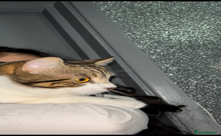 Exotic cats - Advert 1