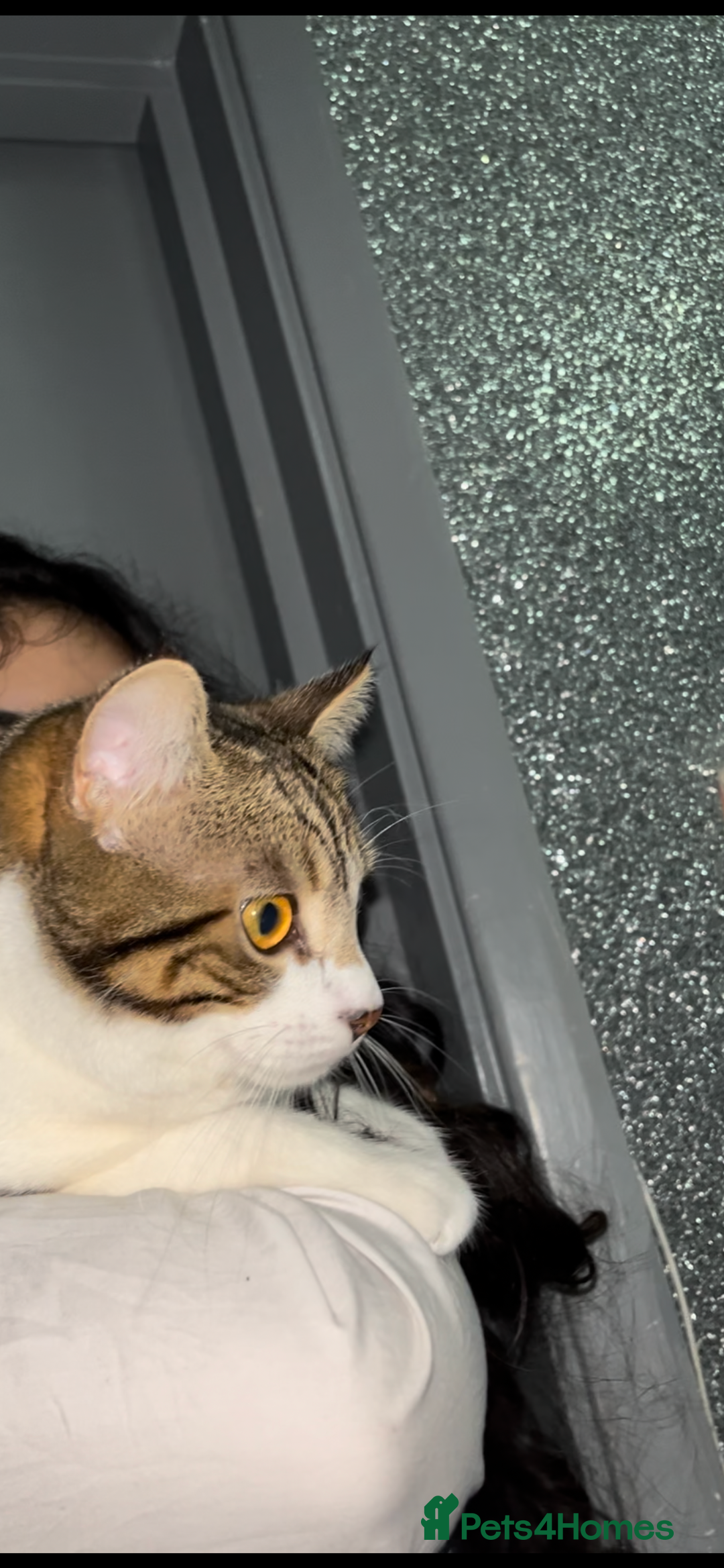 Exotic cats for sale: Fluffy half white tabby cat - Image 1