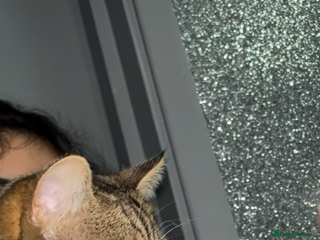Exotic cats - Advert 13