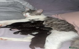 Maine Coon cats for sale: half maine coon kittens (2 females) - Image 7