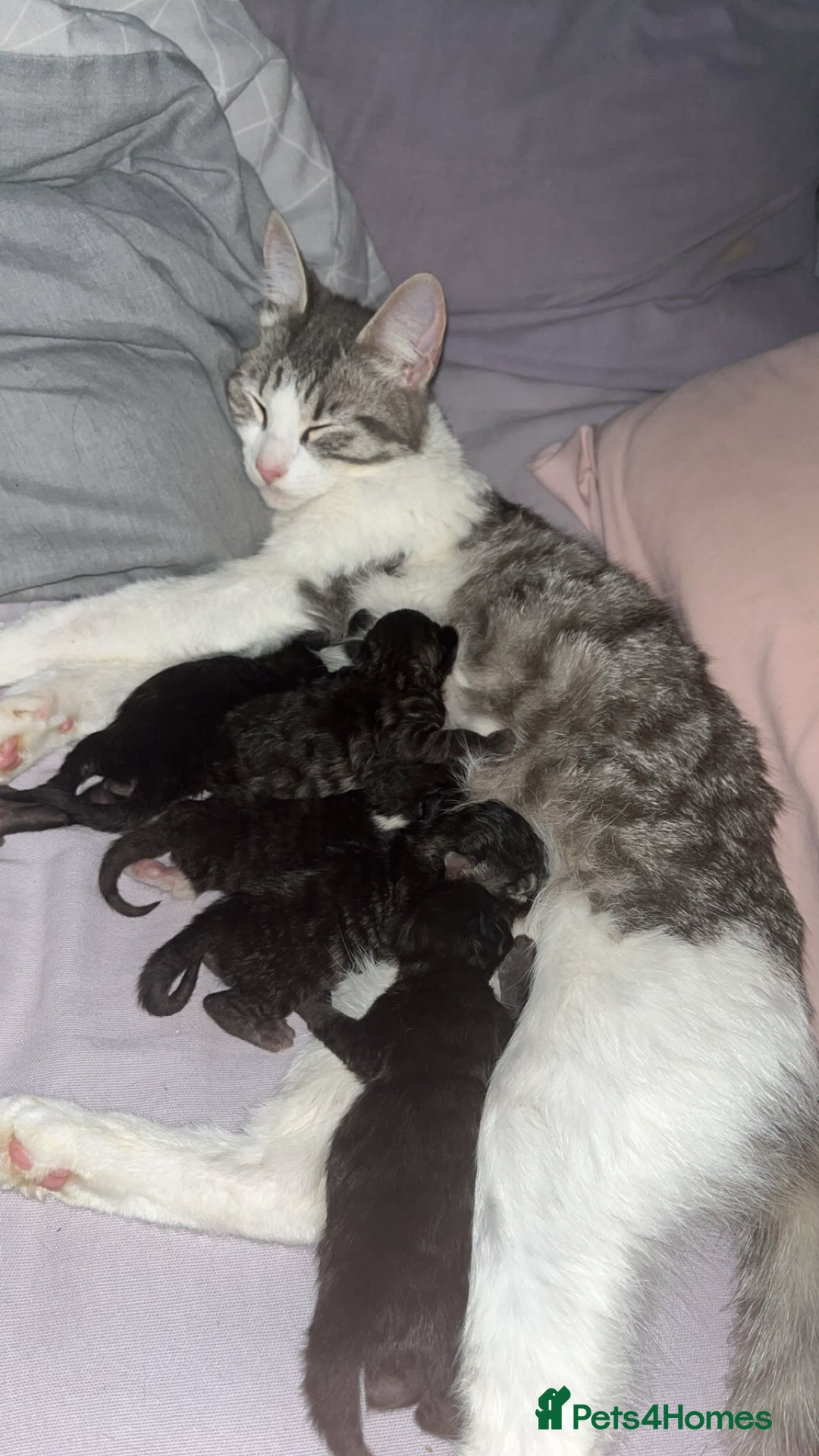 Maine Coon cats for sale: half maine coon kittens (2 females) - Image 7
