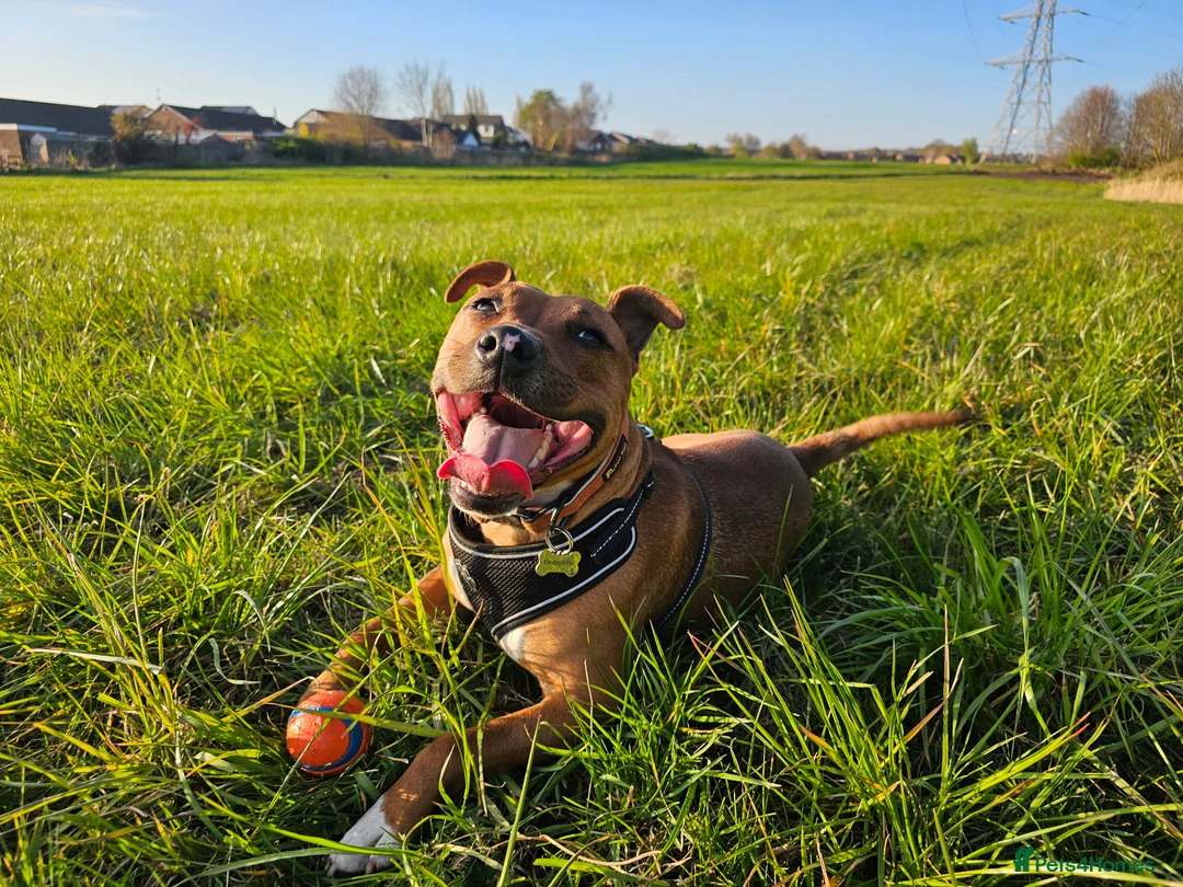 Mixed Breed dogs for sale: Red Staffordshire bull terrier  in Manchester - Advert 4