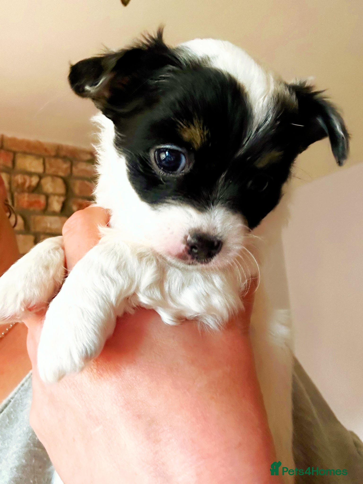 Jack Chi dogs Three beautiful boys  - Advert 2